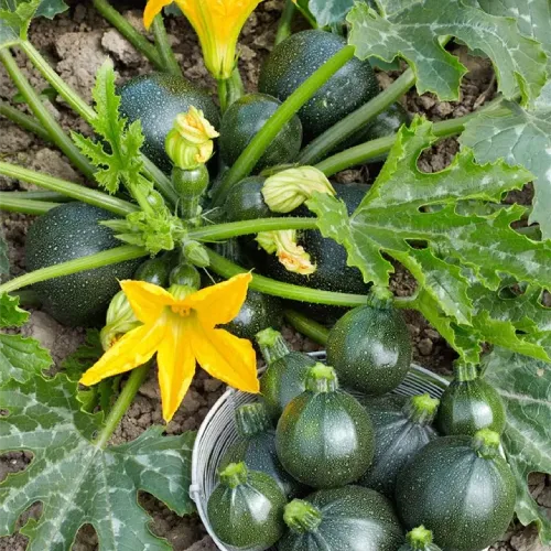 Cucurbita Pepo