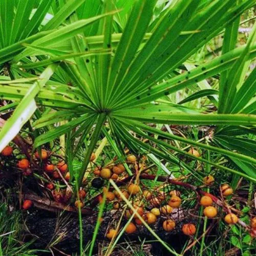 Serenoa Repens